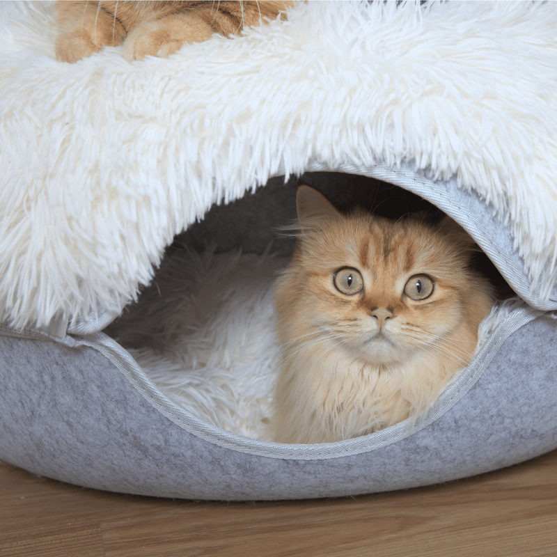 Cattasaurus™ Calming Donut - Large