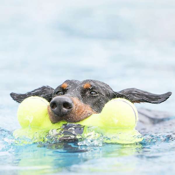 KONG® Air Squeaker Bone