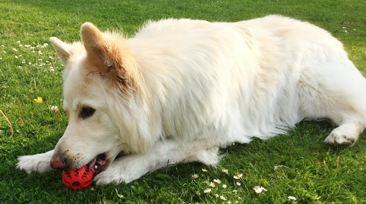 Dog Treat Dispenser Toy