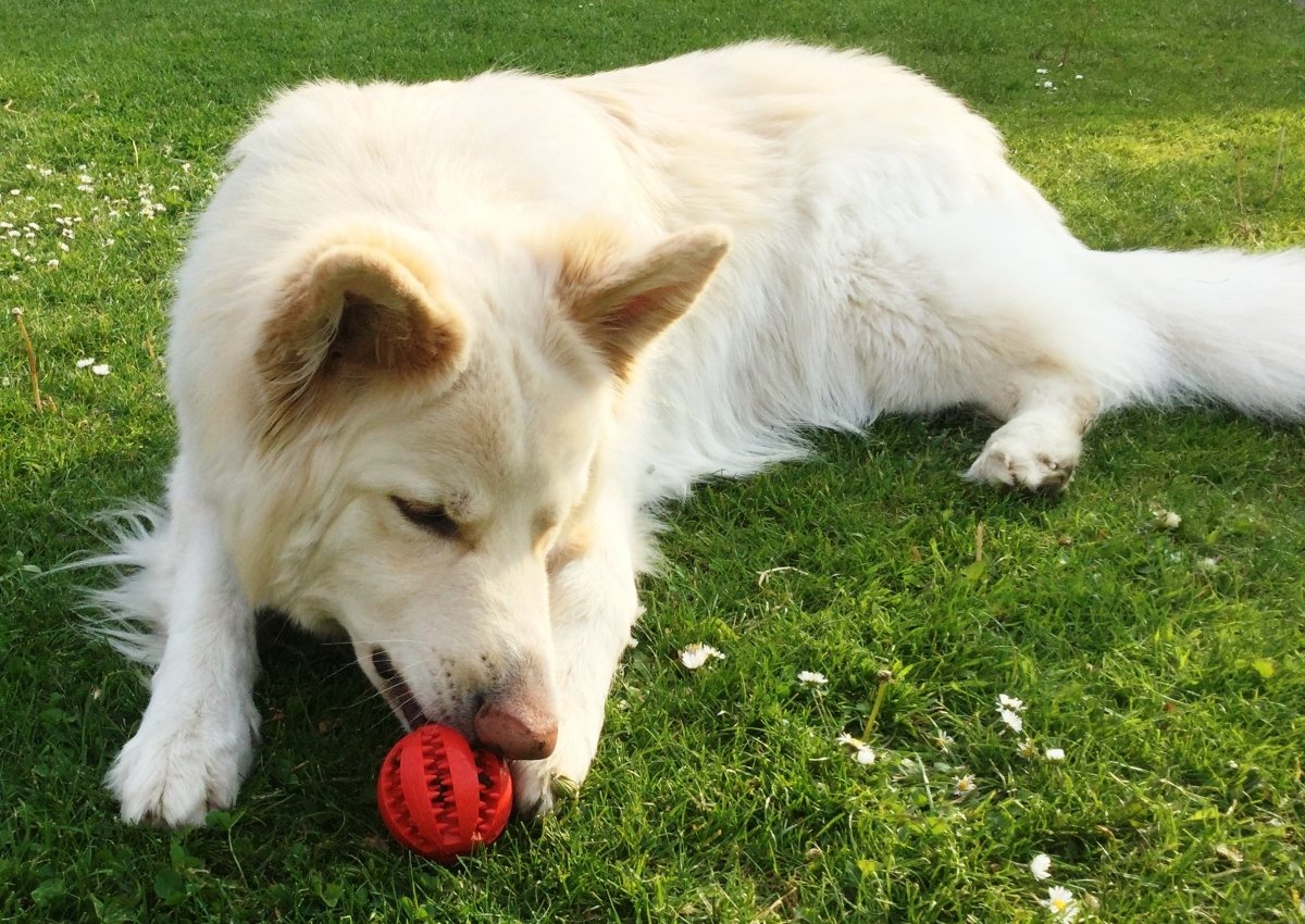 Dog Treat Dispenser Toy