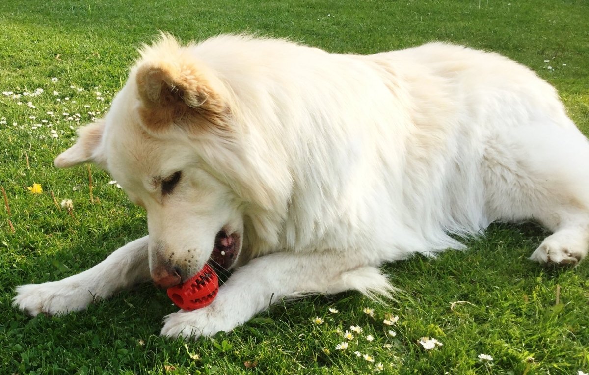 Dog Treat Dispenser Toy